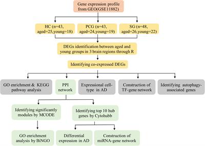 Identification of Key Biomarkers and Pathways for Maintaining Cognitively Normal Brain Aging Based on Integrated Bioinformatics Analysis